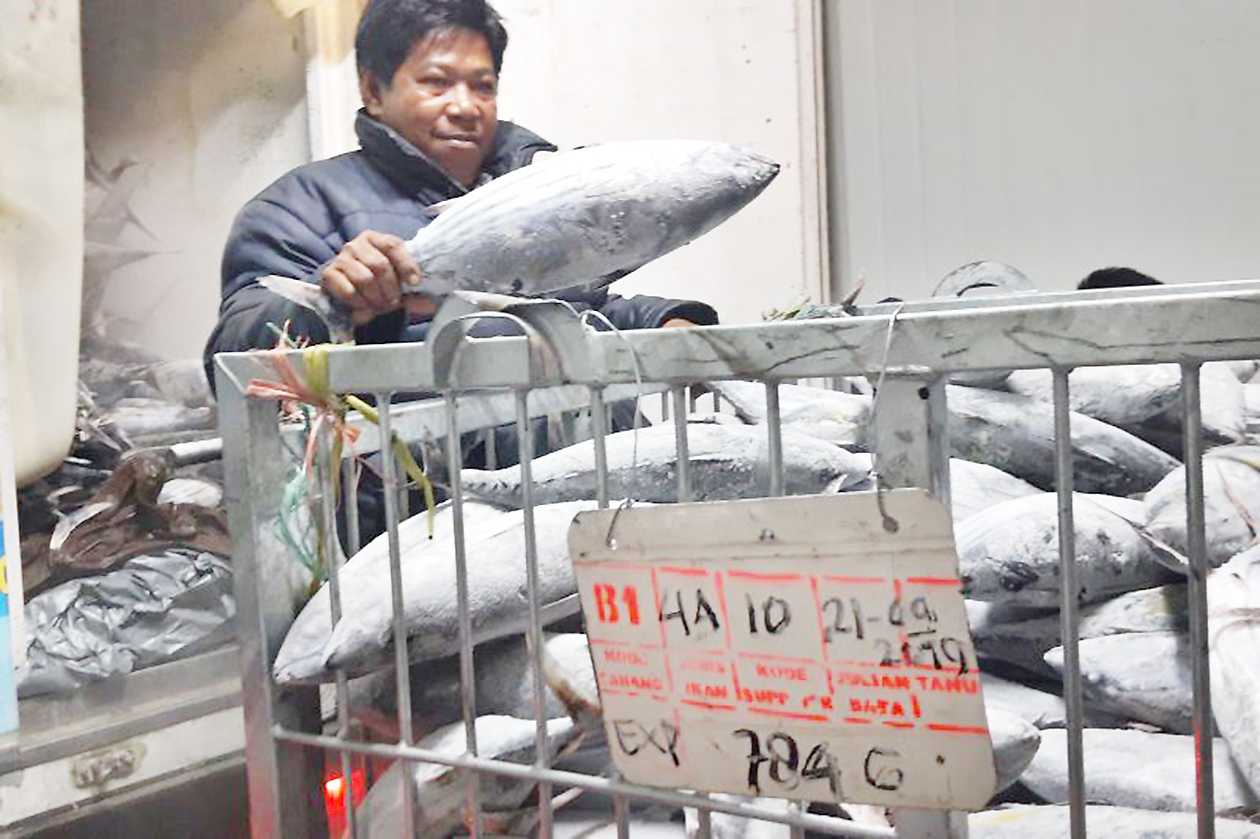 DKP Morotai Akui Infrastruktur Jadi Kendala Ekspor Ikan Tuna
