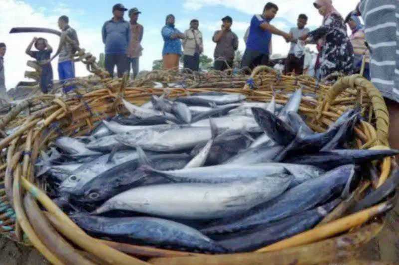 DKP: Potensi Ekspor Ikan Tangkap di Laut Selatan DIY Tinggi