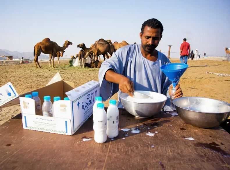 Dongkrak Industri Susu Unta, Lembaga Investasi Saudi Dirikan Perusahaan