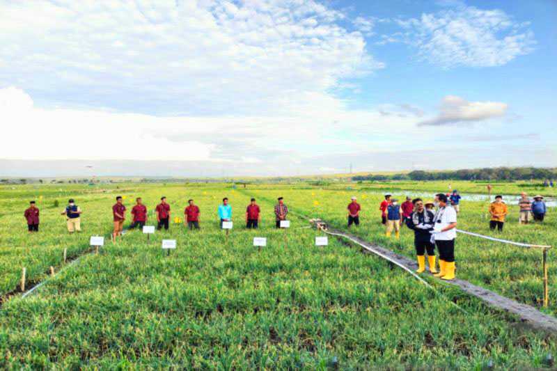 DPP Kulon Progo Laksanakan Pertanian Hemat Air Atasi Dampak El Nino