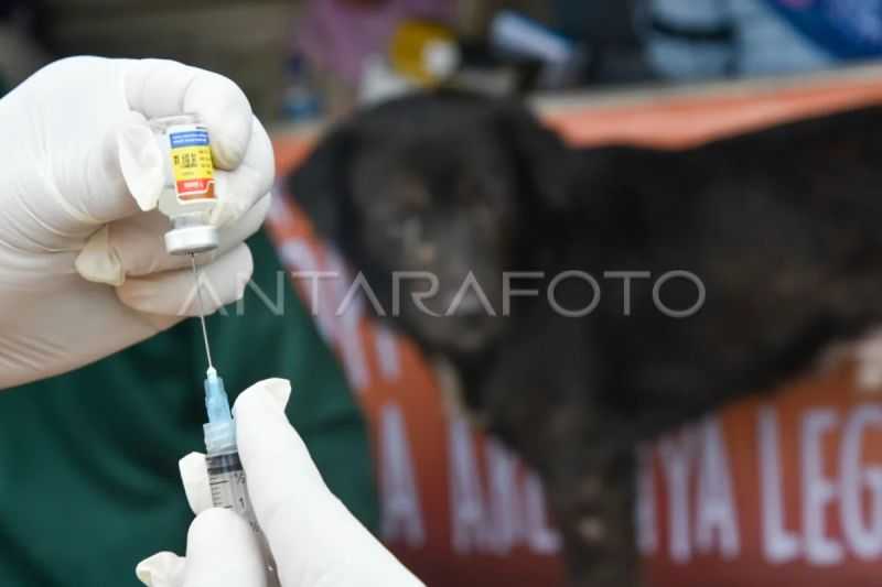 DPRD Minta Pemkot Medan Vaksinasi Hewan Terindikasi Rabies