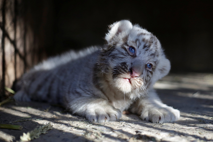 Dua Bayi Harimau Putih di Pakistan Kemungkinan Tewas karena Covid-19