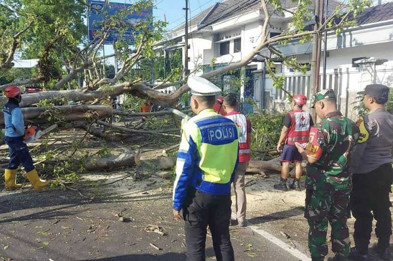 Dua Pemotor Meninggal Dunia Akibat Pohon Tumbang di Malang