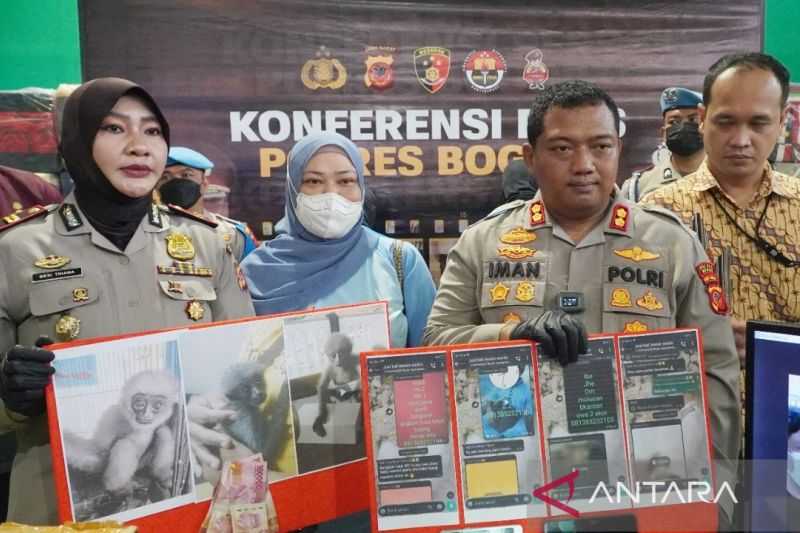 Dua Penjual Satwa Liar Owa Jawa Ditangkap
