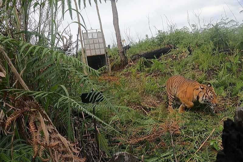 Dua Petani Kritis Usai Diserang Harimau di Aceh Selatan