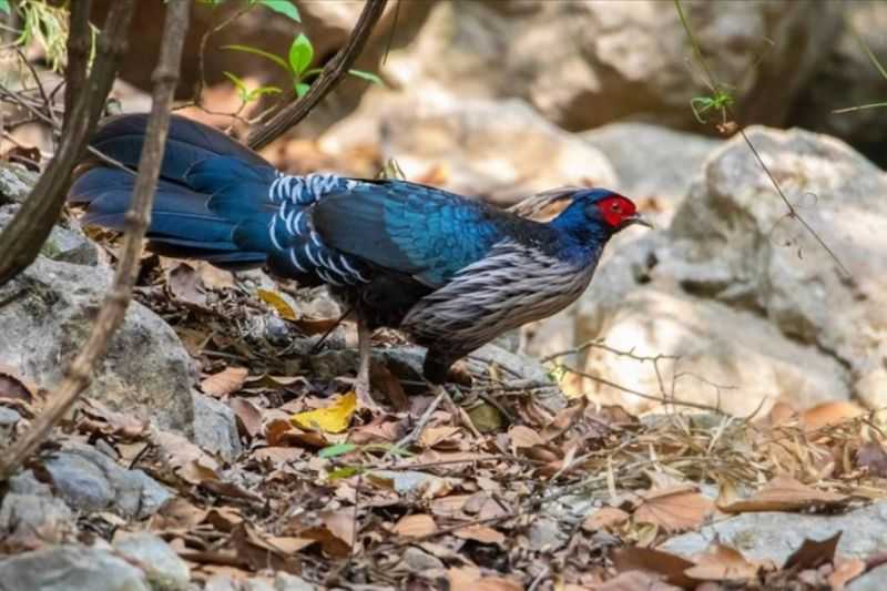 Dua Spesies Burung Pegar Liar Langka di Pakistan Terancam Punah