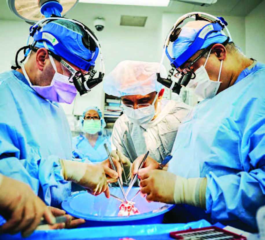 Dua Transplantasi Jantung Babi Berhasil pada Pasien Mati Otak