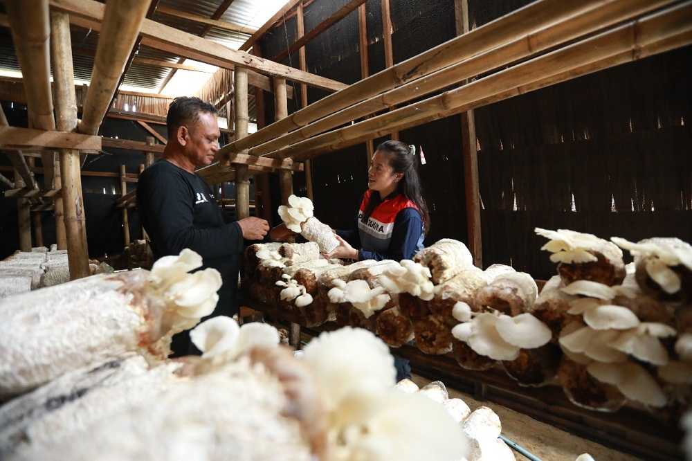 Dukung Kemandirian Pangan, PHKT Manfaatkan Limbah Serbuk Kayu untuk Budidaya Jamur