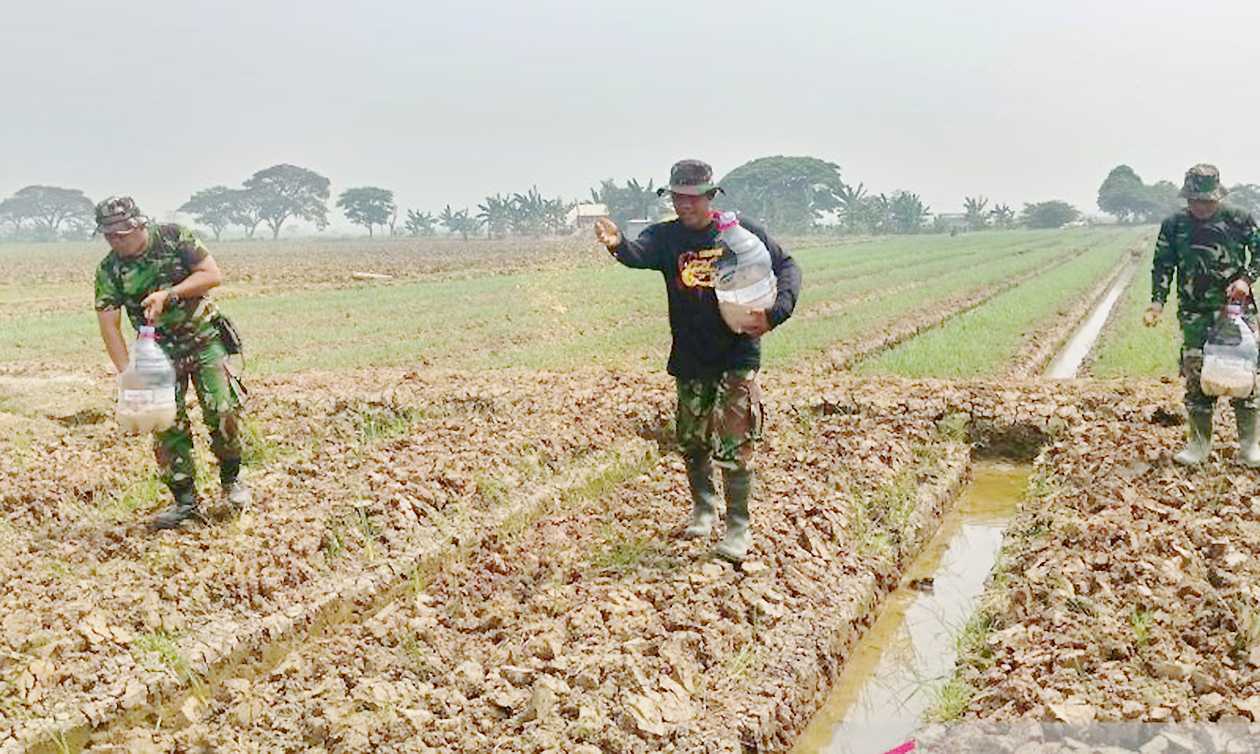 Dukung Ketahanan Pangan, Kodim 0509/Kabupaten Bekasi Taburkan Zat Kimia di Lahan 'Urban Farming'