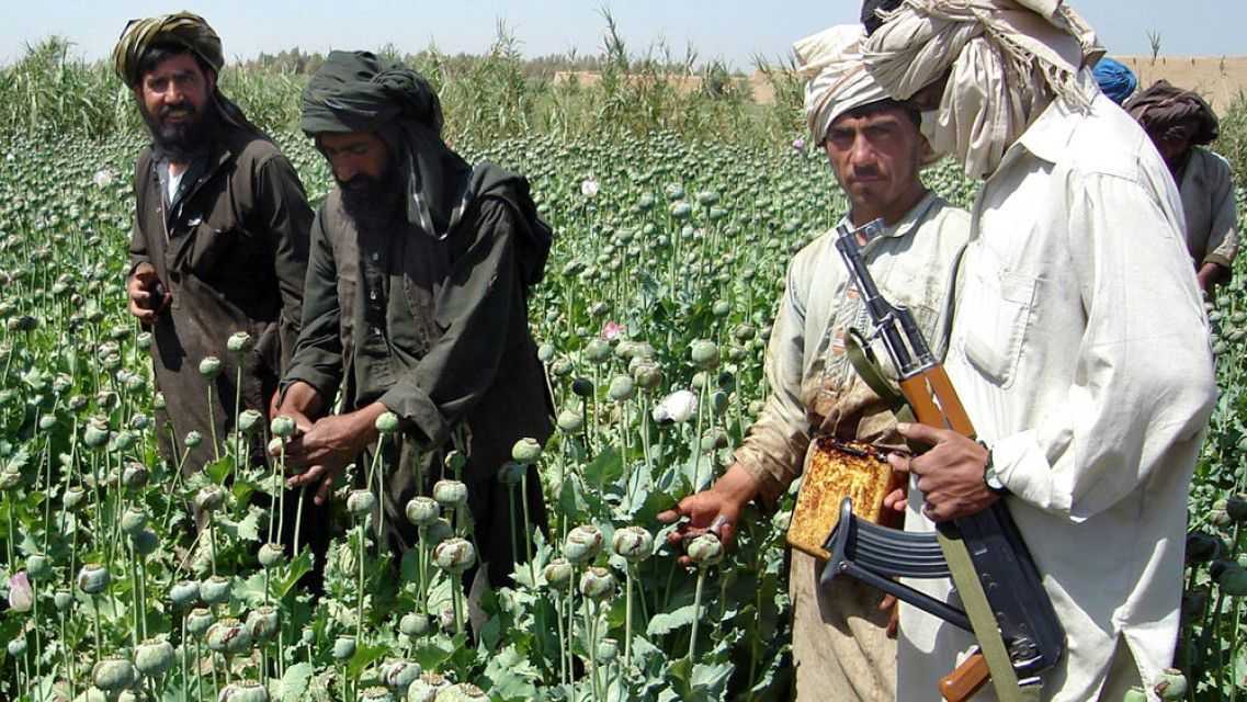 Dunia Harus Tau! Taliban Buat Kebijakan Larang Budidaya Tanaman Opium di Afghanistan, Sudah Inklusif?