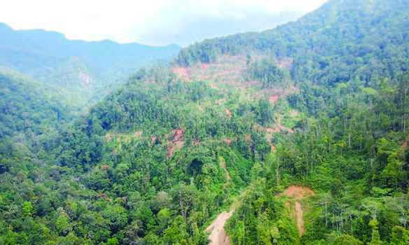 Dunia Kehilangan Kawasan Hutan Primer Seluas Bhutan pada 2023