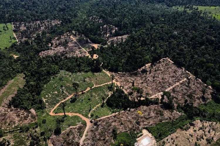 Dunia Masih Jauh dari Janji untuk Mengakhiri Deforestasi pada 2030
