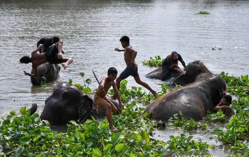 Dunia Perlu Bergerak Bersama, Habitat Gajah di Asia Menyusut 67.000 Kilometer Persegi