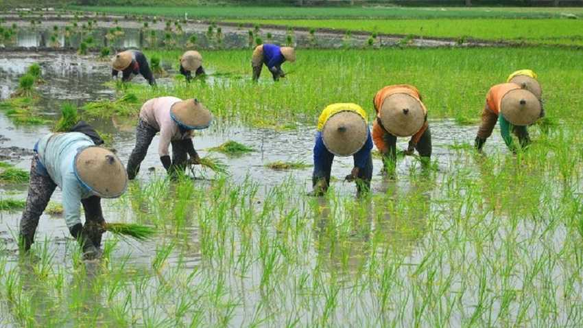 Ego Sektoral Hambat Upaya Menciptakan Kedaulatan Pangan