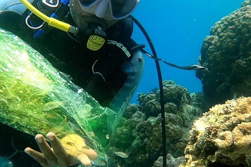 Ekosistem Laut Terancam, Ratusan Benih Ikan Ditebar di Pulau Pombo