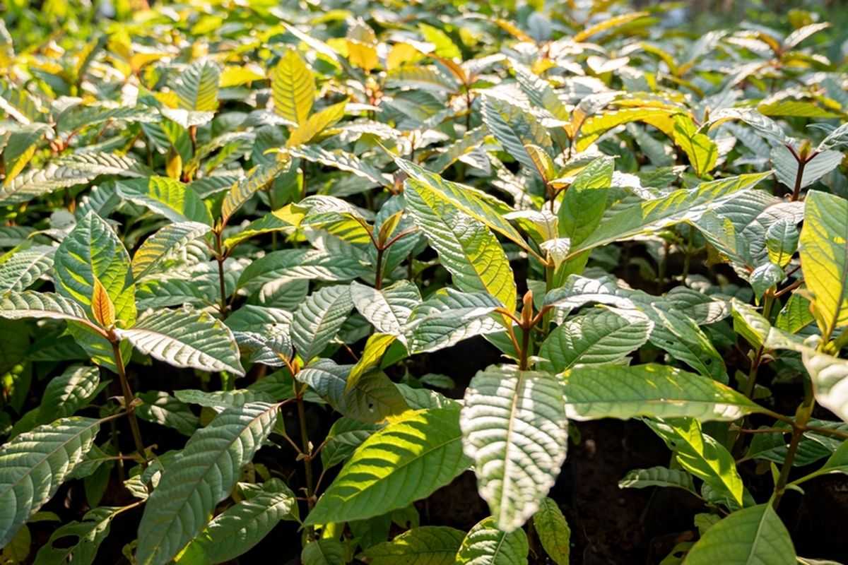 Ekstrak Kratom Bernilai Hingga Rp90 Juta per Kg di Pasar Global