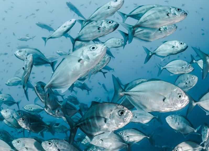 El Nino 2023 akan Jadi Bencana bagi Ikan dan Karang di Laut