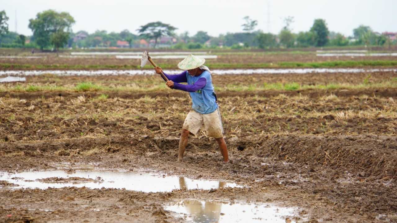 El Nino Ancam Tenaga Kerja Sektor Pertanian