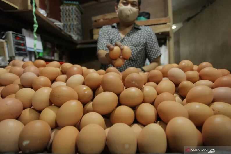 Emak-emak Menjerit Harga Telur Melambung Tinggi, BPN: Harga Telur Sedang Mencari Keseimbangan