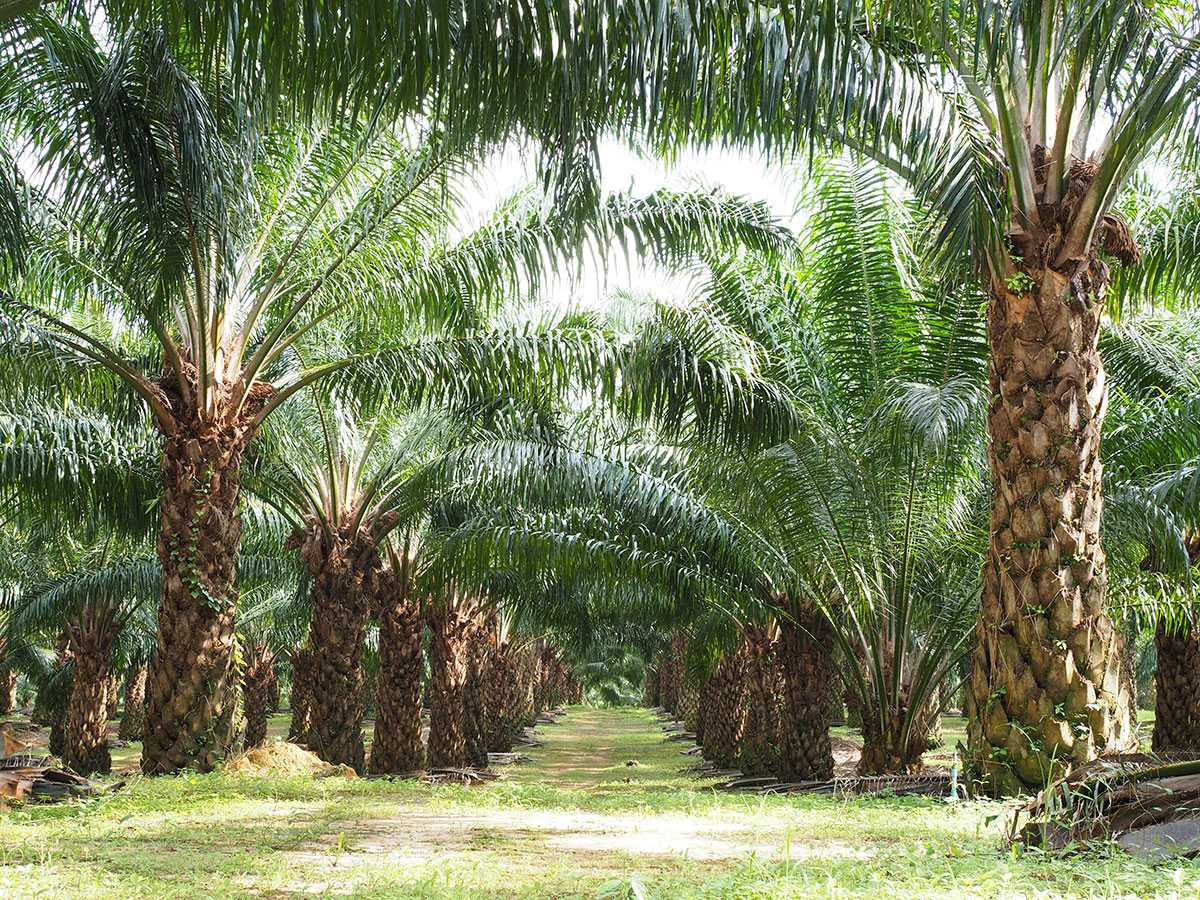 Emiten Perkebunan Bangun 6 Pabrik Bio-CNG