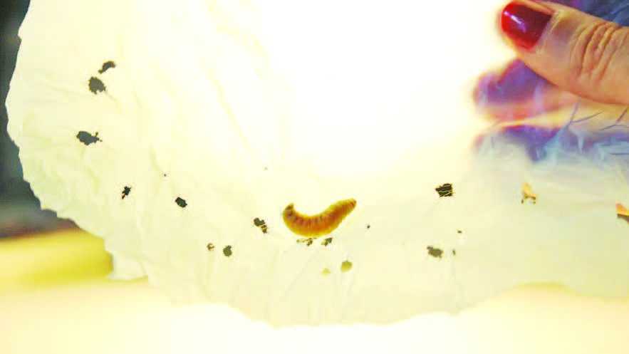 Enzim di Larva Ngengat Lilin Dapat Membantu Meringankan Polusi