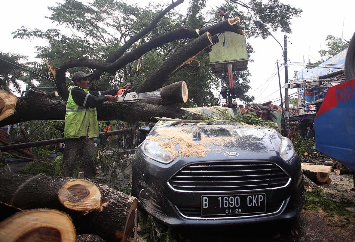Evakuasi Pohon Tumbang