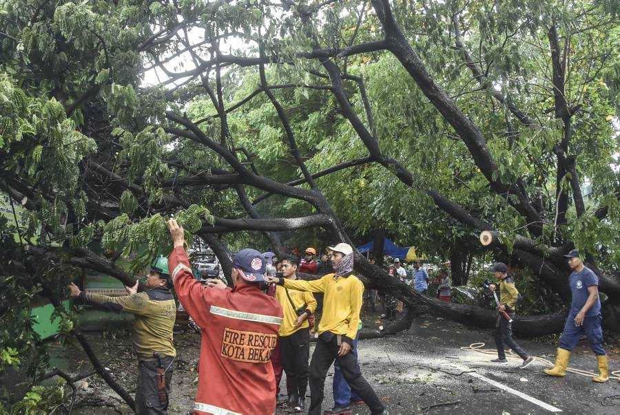 Evakuasi Pohon Tumbang di Bekasi