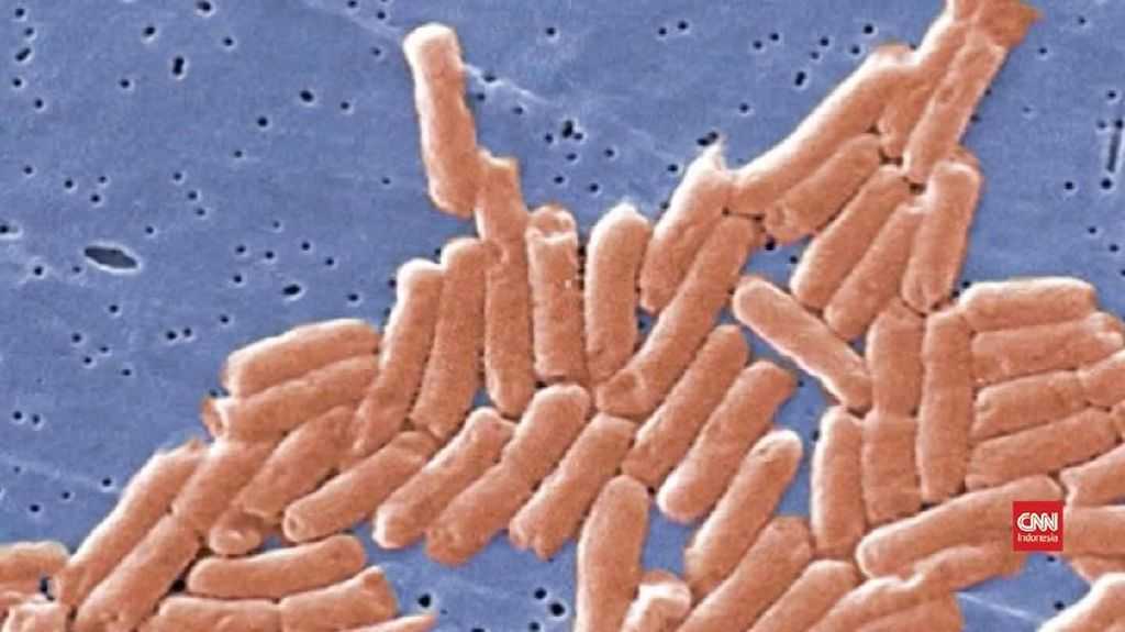Fantastis! Bakteri Terbesar di Bumi Berhasil Ditemukan, Ukurannya 5.000 Kali Lebih Besar