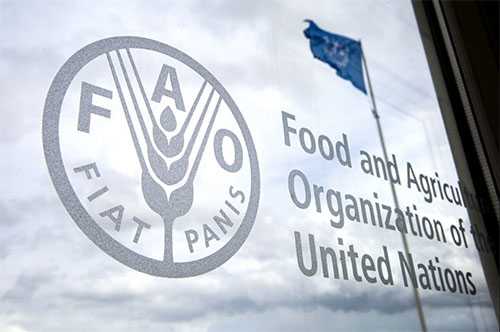 FAO Dorong Kerja Sama Atasi Penangkapan Ikan Ilegal