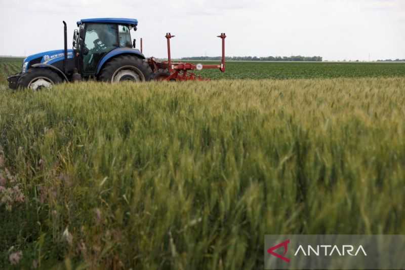 FAO: Harga Gandum Naik Lagi Karena Pasokan Lebih Ketat di AS