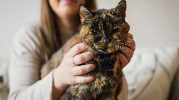 “Flossie, Pecahkan Rekor sebagai Kucing Tertua di Dunia