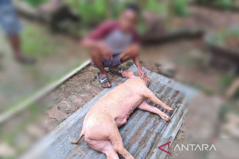 Flu Babi Menyebar Cepat di NTT, Ternak Babi yang Mati Capai 256 Ekor
