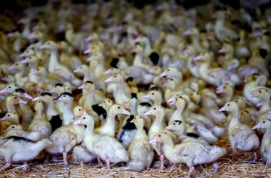 Flu Burung Melanda Peternakan Bebek Australia