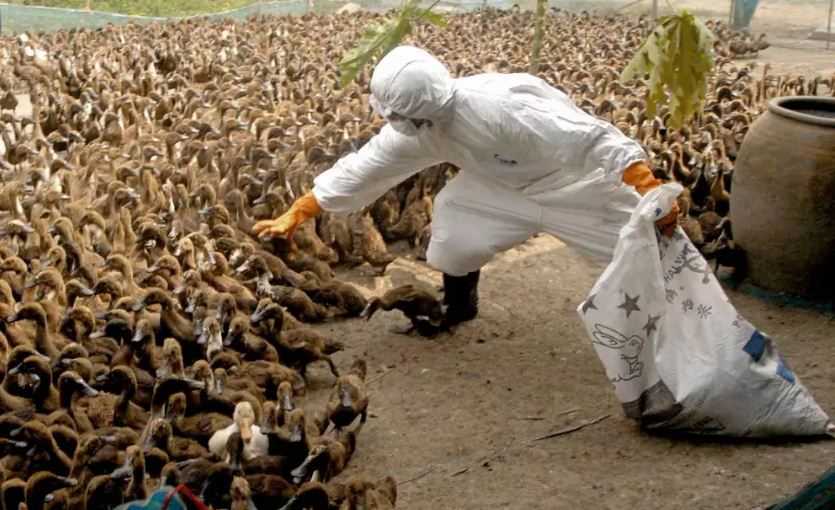 Flu Burung Menunjukkan Dunia Belum Siap Hadapi Pandemi di Masa Depan