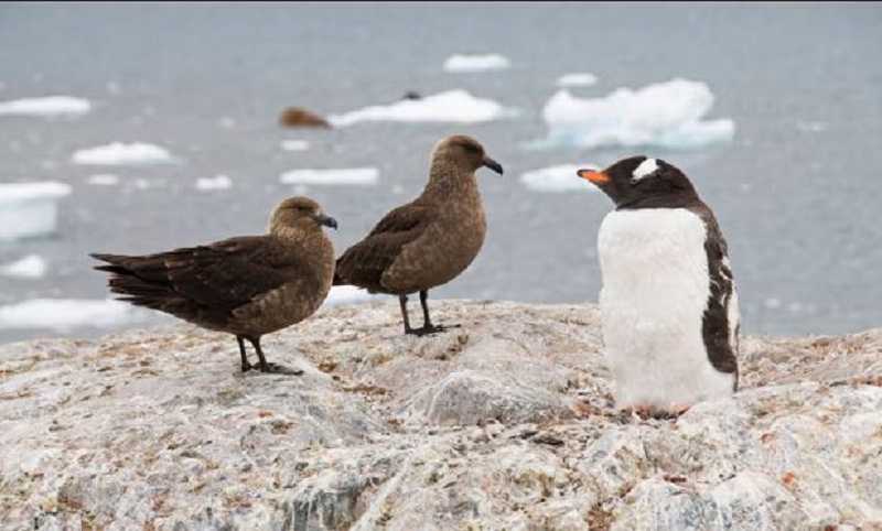 Flu Burung telah Mencapai Antartika untuk Pertama Kalinya
