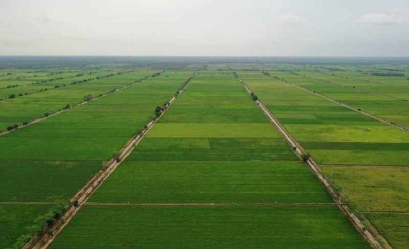 “Food Estate' Belum Dukung Petani