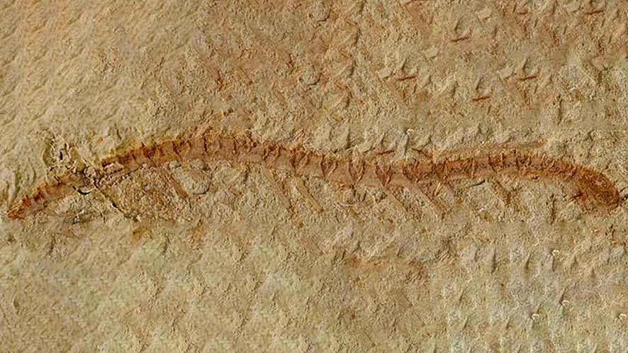 Fosil Berusia 525 Juta Tahun Jelaskan Evolusi Otak