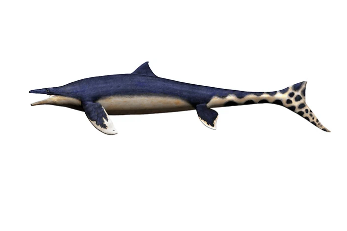 Fosil di Jepang Diidentifikasi sebagai Spesies Baru Mosasaurus