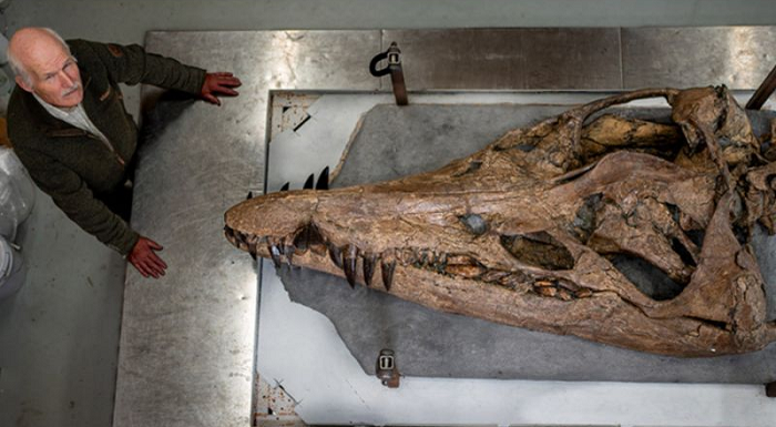 Fosil Monster Laut Raksasa Berhasil Digali Keluar dari Tebing di Inggris