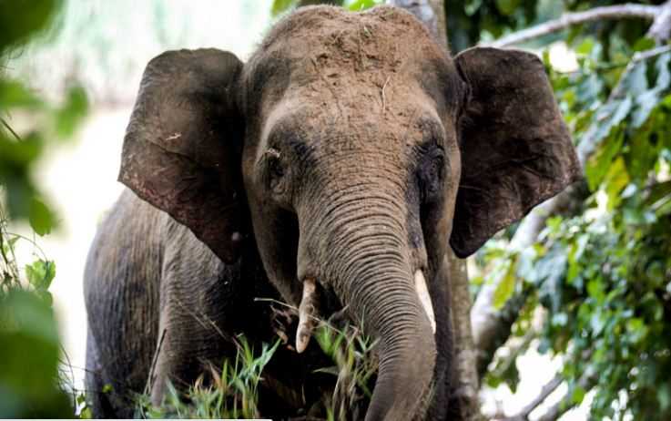 Gajah Kalimantan Tanduk Pawangnya hingga Tewas di Cagar Alam Malaysia