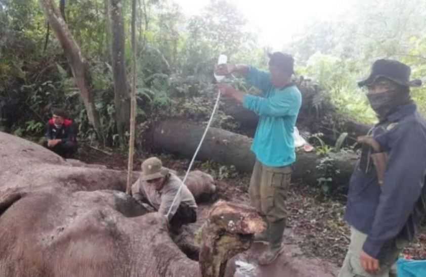 Gajah Latih Mati Diracun di Taman Nasional Riau, Polisi Buru Pelaku