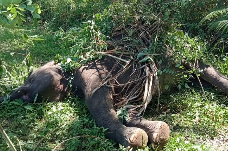 Gajah Sumatera Ditemukan Mati Tersengat Listrik di Aceh Tengah
