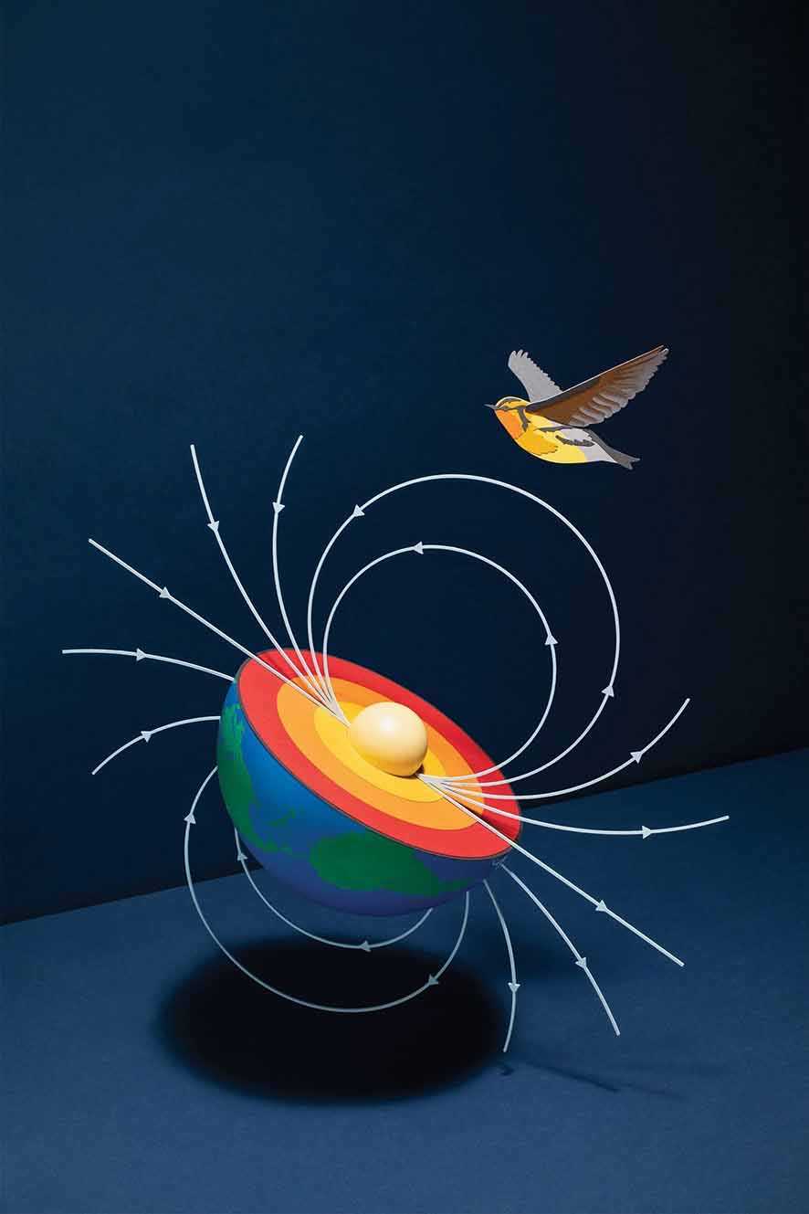 Gangguan Medan Magnet Bumi Sebabkan Burung Tersesat