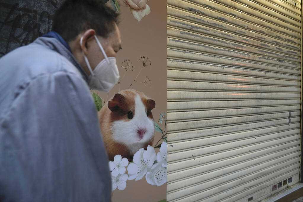 Gawat dan Makin Mengerikan Jangan Sampai Terjadi di Indonesia, Hong Kong Akan Bunuh Ribuan Hamster yang Positif Covid-19
