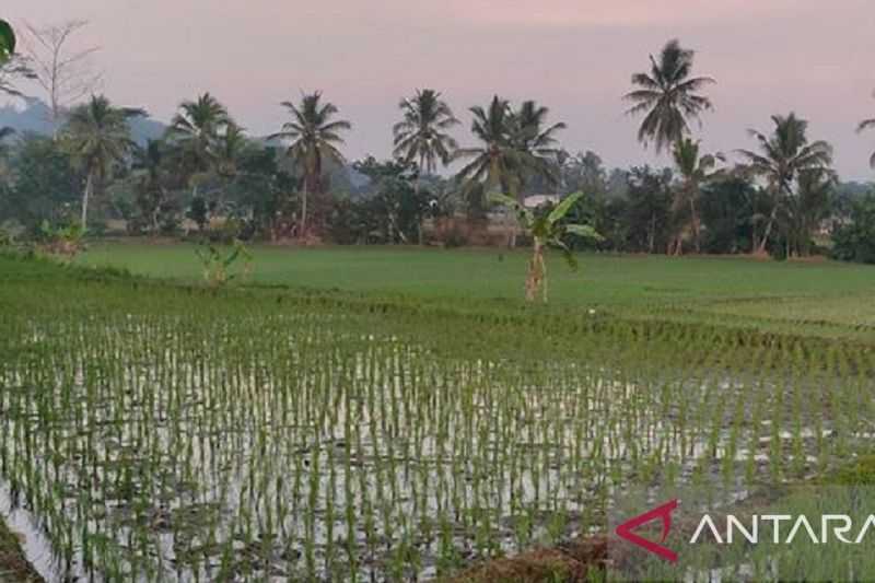Gawat El Nino Memakan Korban, Wali Kota Sukabumi: 120 Hektare Lahan Pertanian Terancam Gagal Panen