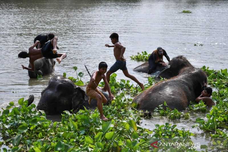 Gawat Makin Terancam Punah Ini, Habitat Gajah di Asia Menyusut 67.000 Kilometer Persegi