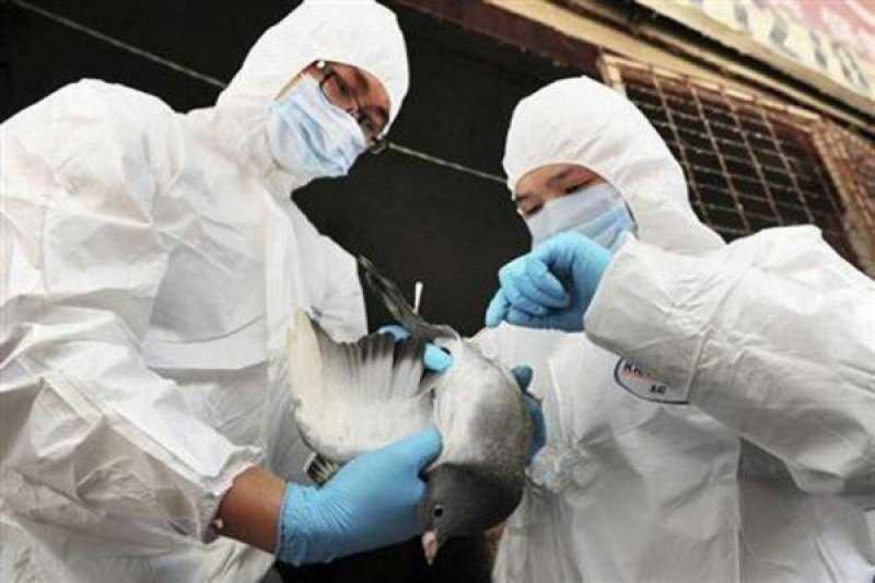 Gawat, Pandemi Covid-19 Belum Tuntas Ini Malah Prancis Naikkan Status Waspada Flu Burung