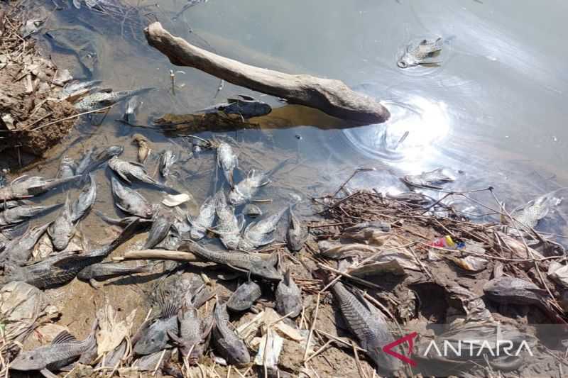 Gawat, Ribuan Ikan Mati di Sungai Cileungsi Diduga Akibat Limbah B3