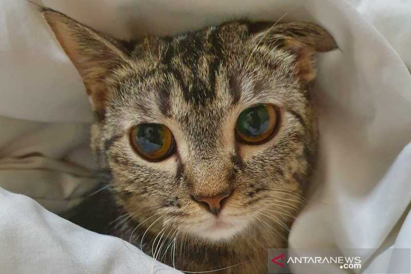 Gawat Semoga Tidak Terjadi di Indonesia, Dua Kucing Piaraan di Mongolia Positif Covid-19