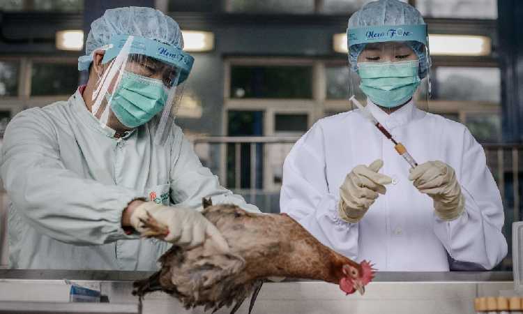 Gempar! Sebabkan 70 Juta Kematian, Ilmuwan Tiongkok Bongkar Asal Usul Virus H5N1 Penyebab Wabah Flu Burung Global